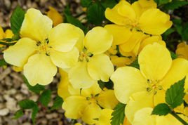 Złotlin japoński Golden Guinea Kerria japonica C2