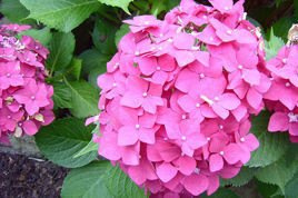 Hortensja ogrodowa Hornli Hydrangea macrophylla C5