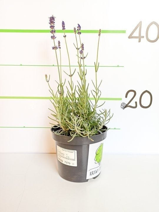 Lawenda wąskolistna Hidcote Lavandula angustifolia P9