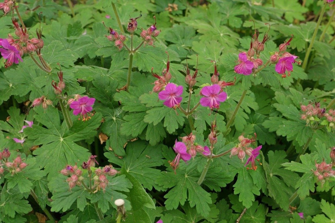 Bodziszek korzeniasty Geranium macrorrhizum P9