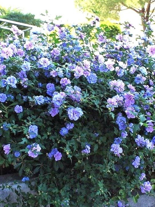 Ketmia syryjska Blue Chiffon PBR Hibiscus syriacus C7,5