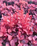 Berberys Thunberga Red Cloud Berberis thunbergii C2