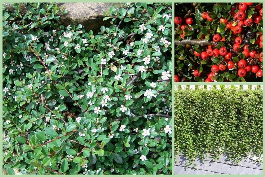 Irga Ursynów Cotoneaster C2