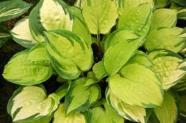 Funkia On Stage Hosta C3