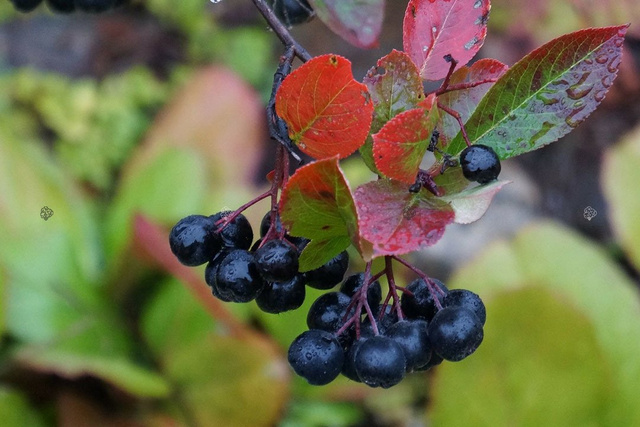 Aronia czarnoowocowa Aronia melanocarpa