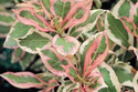 Krzewuszka cudowna Monet PBR Weigela florida C2