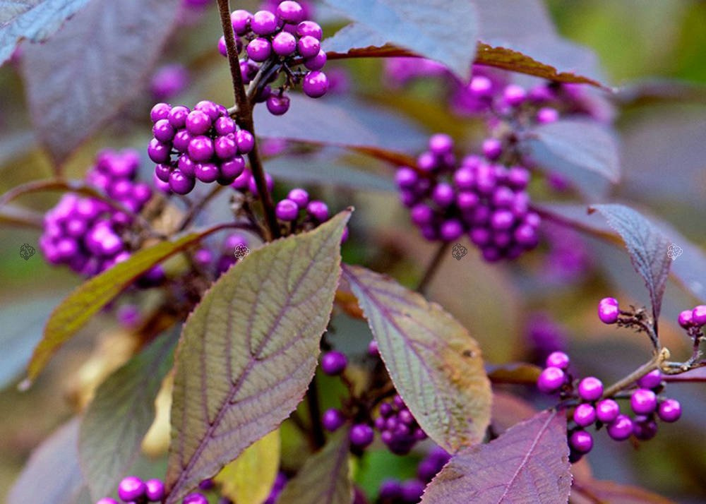 Pięknotka Bodiniera Profusion Callicarpa bodinieri