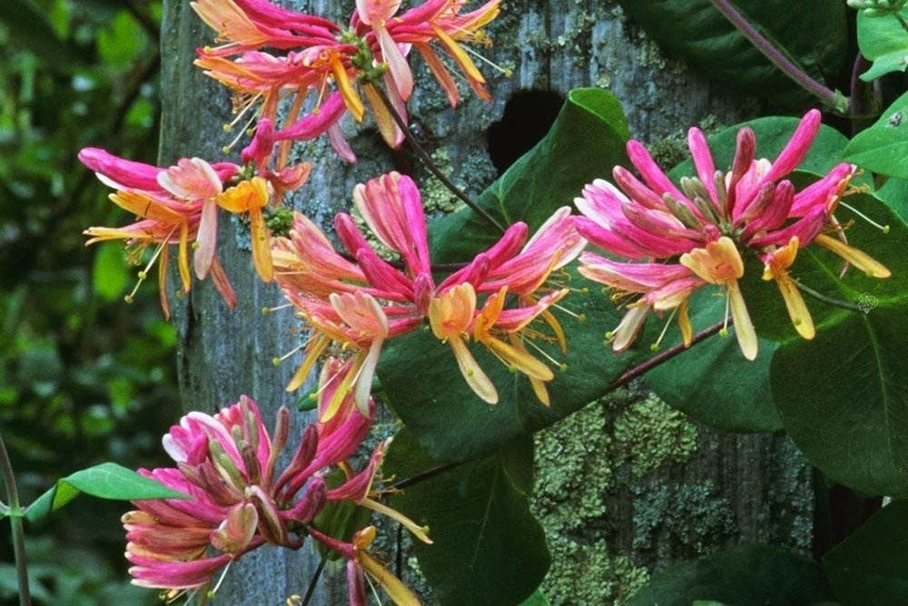Wiciokrzew Heckrotta American Beauty Lonicera heckrottii