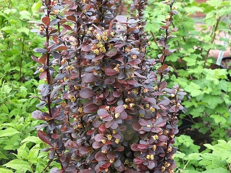 Berberys Thunberga Helmond Pillar Berberis thunbergii C2