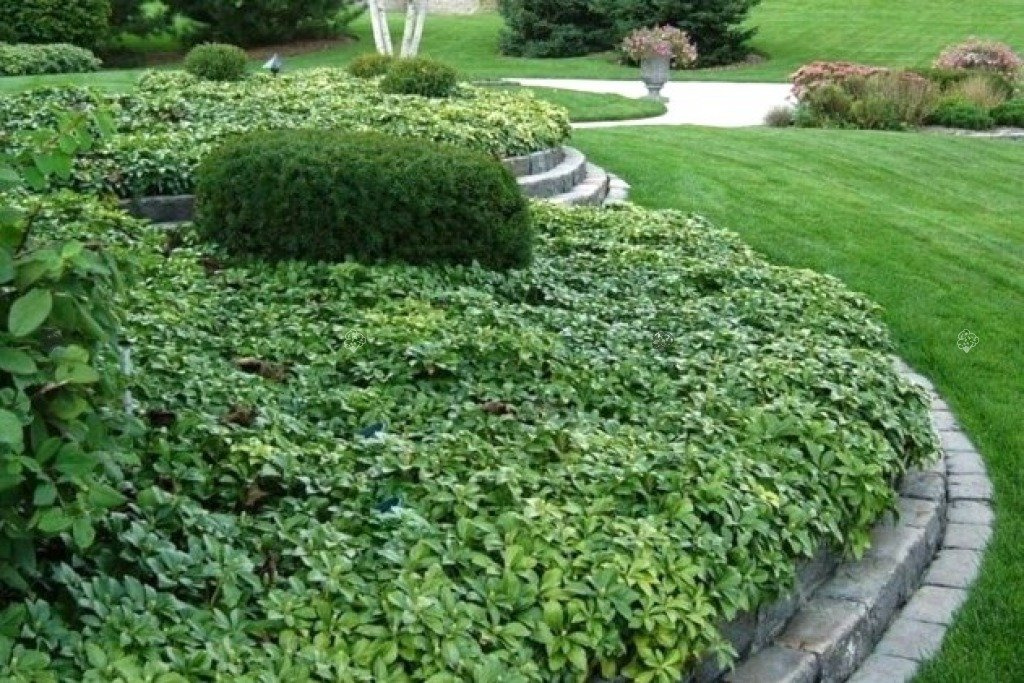 Runianka japońska Pachysandra terminalis P9