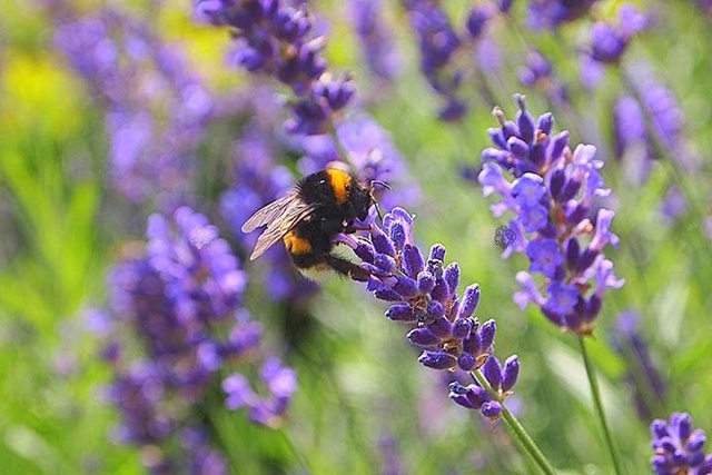 Lawenda wąskolistna Hidcote Blue Strain Lavandula angustifolia P9