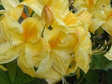 Azalia wielkokwiatowa Golden Sunset Rhododendron (Knaphill-Exbury) C4