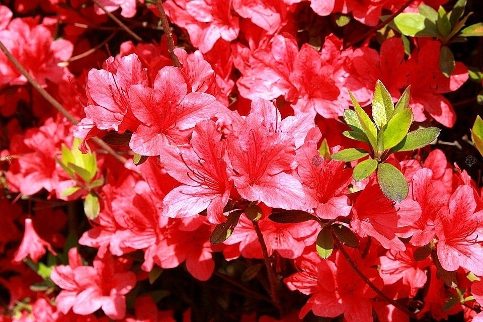 Azalia japońska Lola Rhododendron obtusum C2
