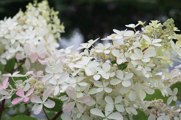 Hortensja bukietowa Ammarin Hydrangea paniculata C3