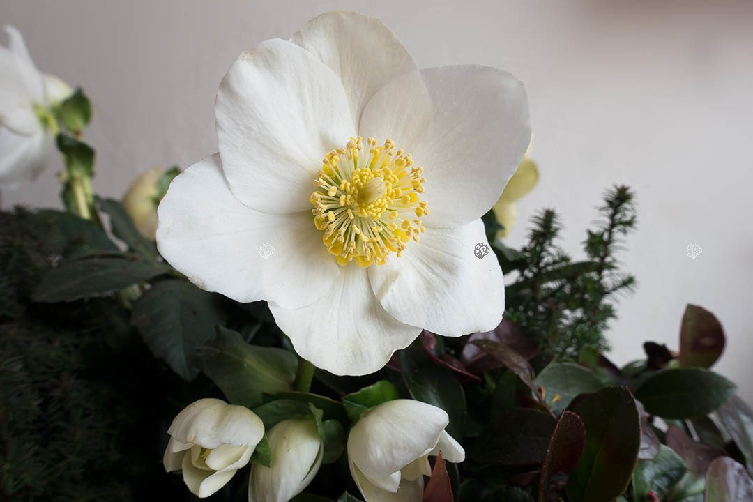 Ciemiernik biały Helleborus niger P9
