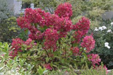 Hortensja bukietowa Wims Red PBR Hydrangea paniculata P9