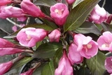 Krzewuszka cudowna Victoria Weigela florida