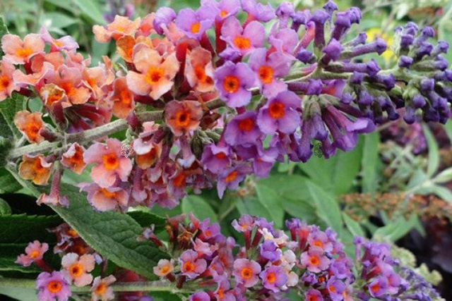 Budleja Dawida Flower Power Buddleja davidii P9