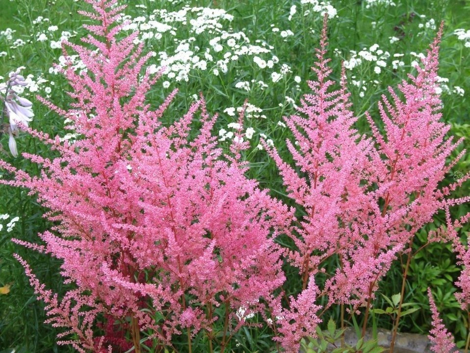 Tawułka Rheinland Astilbe P9