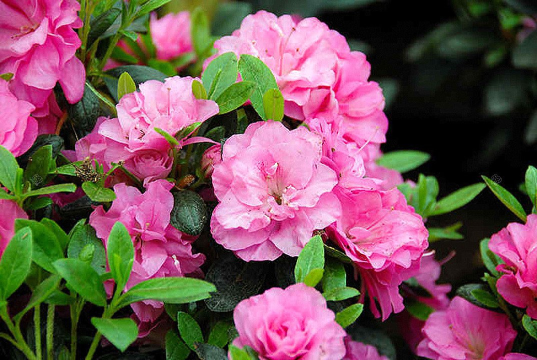 Azalia japońska Rosinetta PBR Rhododendron obtusum C2
