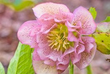 Ciemiernik wschodni Double Crown Rose Helleborus orientalis C2