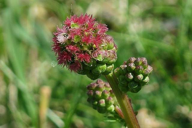 Krwiściąg mniejszy Sanguisorba minor P9