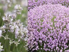 Lawenda wąskolistna Rosea Lavandula angustifolia C2