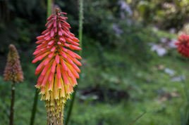 Trytoma groniasta Fire Glow Kniphofia uvaria P9