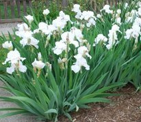 Kosaciec White Iris germanica C2