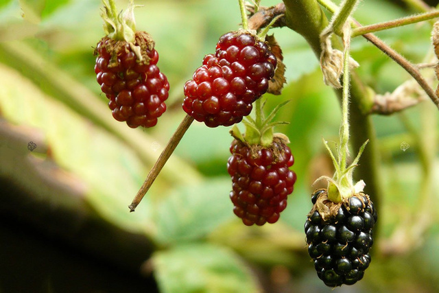Jeżyna bezkolcowa Gazda Rubus fruticosa C2
