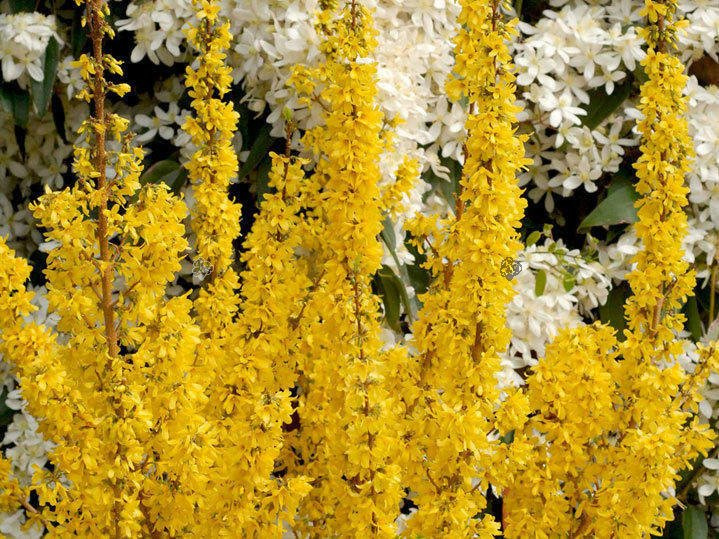 Forsycja pośrednia Mikador PBR Forsythia intermedia C3