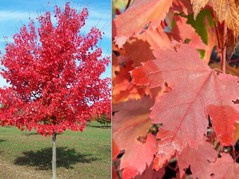 Klon czerwony Acer rubrum C2