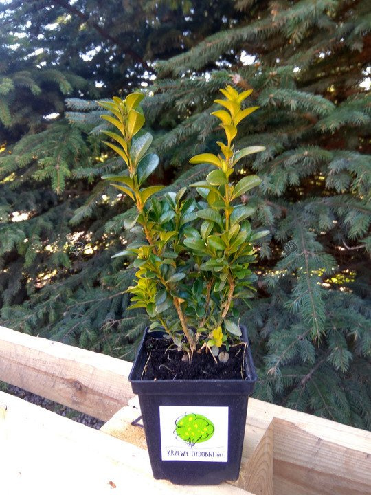 Bukszpan wieczniezielony kula Buxus sempervirens C7,5