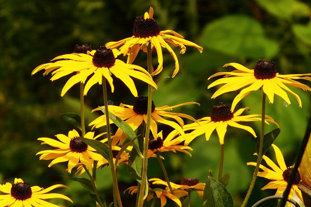 Rudbekia błyskotliwa Rudbeckia fulgida C1,5