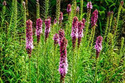 Liatra kłosowa Liatris spicata P9