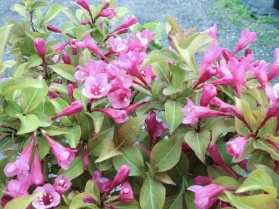 Krzewuszka cudowna Cappuccino PBR Weigela florida C3