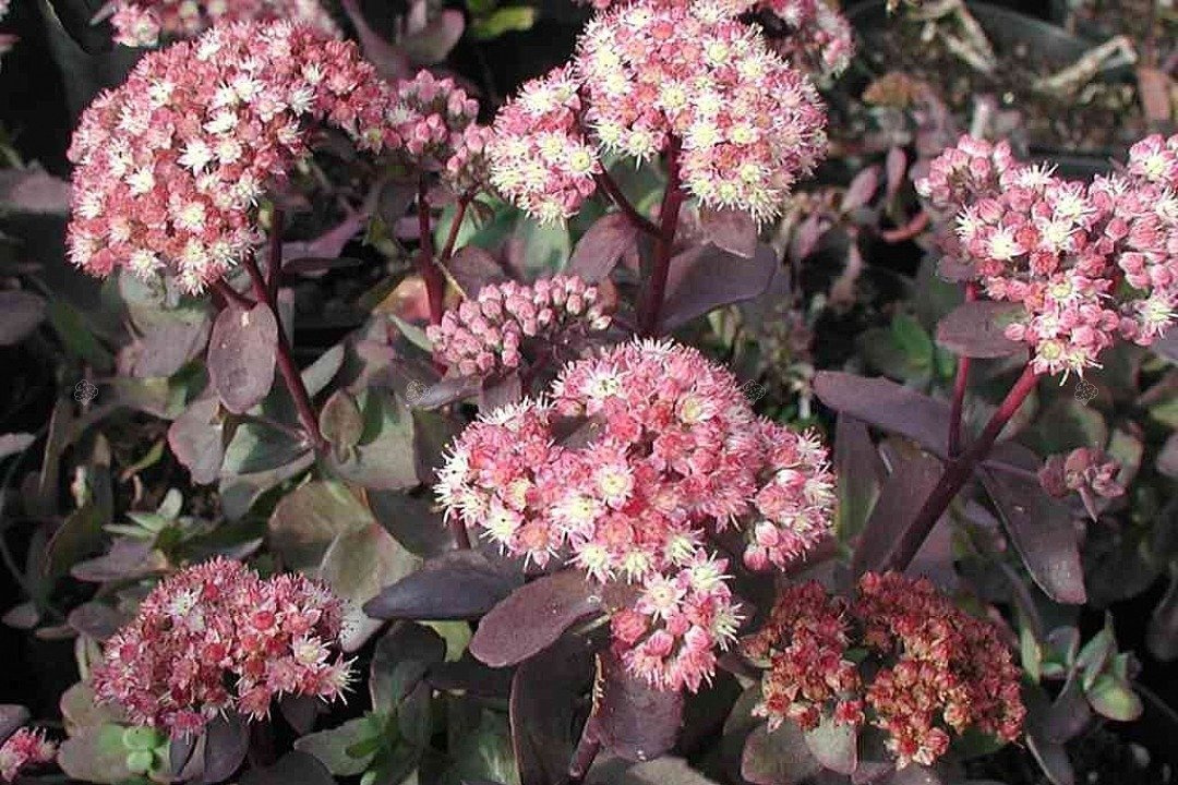 Rozchodnik wielki Strawberries and Cream Sedum telephium P9