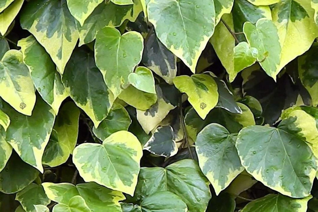 Bluszcz kolchidzki Sulphur Heart Hedera colchica P9