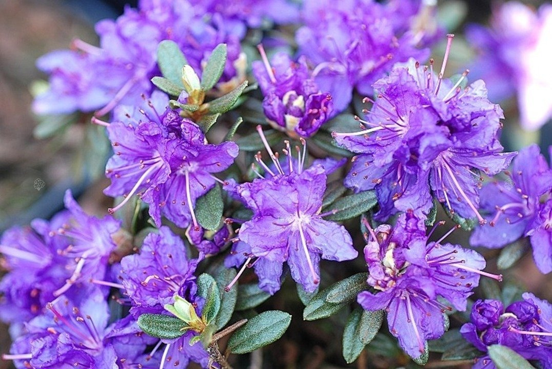 Różanecznik karłowy St. Merryn Rhododendron impeditum C1,5