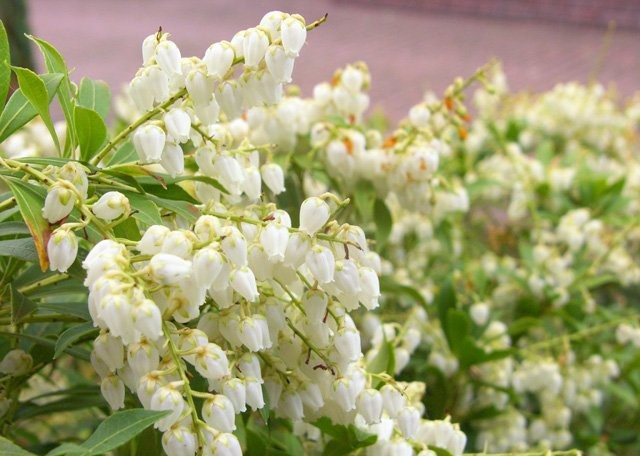 Pieris japoński White Pearl Pieris japonica C1,5