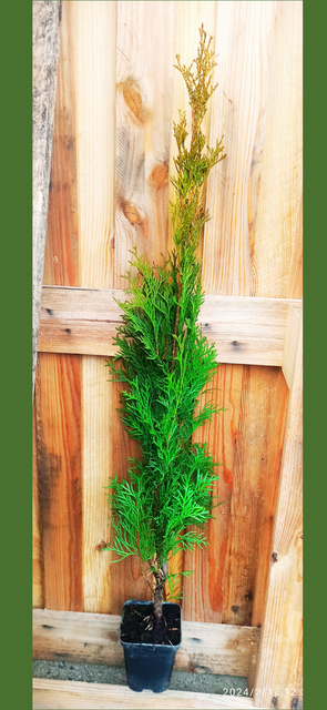 Tuja Szmaragd Thuja Smaragd occidentalis 80-90 C2