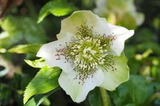 Ciemiernik biały Helleborus niger P9