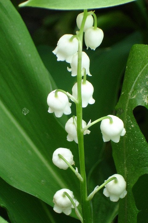 Konwalia majowa Convallaria majalis P9