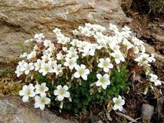 Skalnica Arendsa Schneeteppich Saxifraga arendsii P9