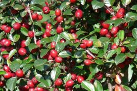 Irga łyżeczkowata Schneider Cotoneaster cochleatus P9