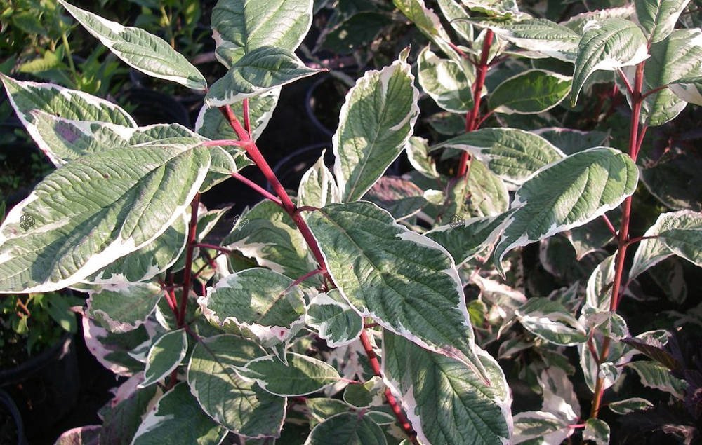Dereń biały Sibirica Variegata Cornus alba C3