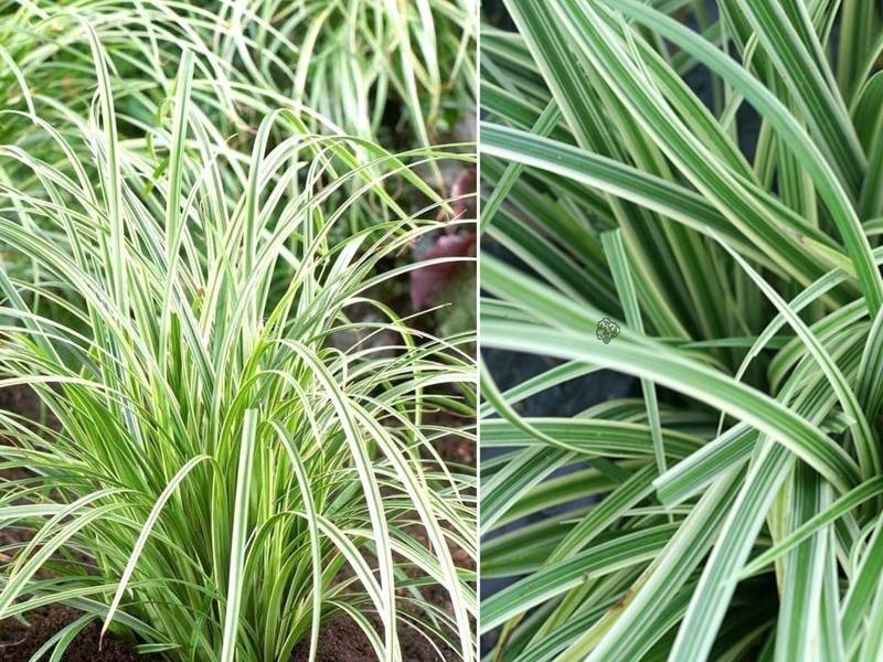 Turzyca Morrowa Silver Sceptre Carex morrowii C2