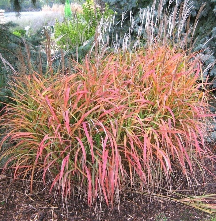 Miskant chiński Purpurascens Miscanthus sinensis P9