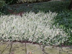 Trzmielina Fortune'a Harlequin Euonymus fortunei C2