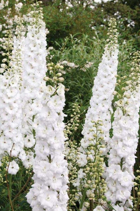 Ostróżka ogrodowa Magic Fountains White Delphinium cultorum C2